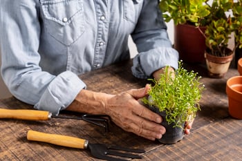 cerrar-plantando-flores-maceta